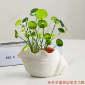 水培花盆 水耕花器 簡約陶瓷水培花盆海螺客廳花瓶桌面小清新擺件綠蘿銅錢草無孔容器 水培容器 懶人盆栽