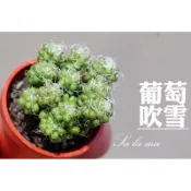 ❄️❄️【葡萄吹雪】1吋盆| Sa La Ma多肉植物| 馬齒莧科 |療癒植物