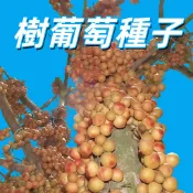 【 樹葡萄種子】 嘉寶果實種子台灣培育 果樹種子 盆栽庭院 可食用 自栽送禮 開花結果 易種植 多年生 家庭園藝