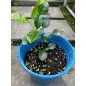植系青屬-馬蜂橙/泰國檸檬葉/香料植物/香草植物/五吋盆