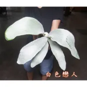 〈美心花園〉鹿角蕨 p. omo白色戀人  / 白熊鹿角蕨(女王 亞猴 巨獸 捲捲鹿 賽爾索 細菌 玉女)
