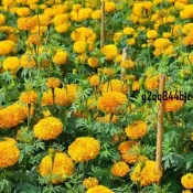 ✨萬壽菊種子（多入組 超低價）四季開花 發芽率高 易養活 菊花種子 花卉種子 耐寒耐熱 觀賞花卉 庭院陽台盆栽種子