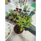 【造化閣】艾草｜三寸盆｜五寸盆｜無農藥新鮮艾草｜泡腳淨化｜天然草本｜自家種植