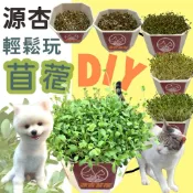 ✪四寶的店✪源杏 輕鬆玩苜蓿一盆 栽培盒 精心挑選優質種子 貓草 DIY 辦公室桌面 生態果蔬植物種子交換禮物 寵物 貓