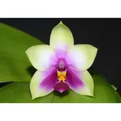 Phal. bellina xsib瓶苗 蝴蝶蘭