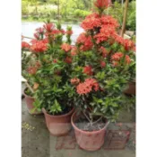 花田里-圍籬樹苗--細葉仙丹(紅色)--5-6吋盆四季皆開花 矮仙丹