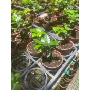 圓葉竹柏,特殊圓葉品種