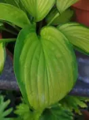 ╭＊田尾玫瑰園＊╯觀葉植物-(玉簪花)500元