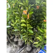 柳丁嫁接苗 高約一米