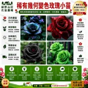 台灣現貨🌹【玫瑰花苗】🌹 基地直達 稀有玫瑰花苗 帶葉子出貨 加洛斯曼陀羅 稀有多色  濃香型玫瑰花苗 好養活 超優惠