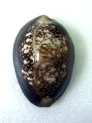 (3)SHELL貝殼標本_雪山寶螺 Cypraea captserpensis _34mm