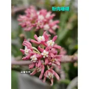 [1150906更新] 粉肉珊瑚 Sarcostemma vanlessenii 蘿藦科 (多 🌵溫馨の多肉🌞 觀賞