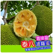 ✅泰八波羅蜜✅靠接苗✅約1年半產果、泰八波蘿蜜 J33蜜糖波羅蜜 泰國紅波羅蜜 金紅波羅蜜 泰皇波羅蜜 波羅蜜苗 水果苗