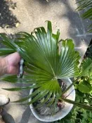 特價出清便宜賣華盛頓椰子樹，已經種了10年老盆養高度約有120公分優惠郵局嘉里免運以土團的方式寄送很好存活好種植只有一盆