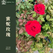 【青嶼】蜜妮玫瑰｜可食用品種｜四季開花｜食用玫瑰｜花茶玫瑰｜玫瑰花苗｜Mini Rose｜盆栽花卉