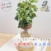理想小品｜黃翠斑常春藤｜水耕盆栽｜玻璃盆栽｜無土種植｜室內桌上植物 觀葉植物 水耕植物 送禮植物 桌上擺飾 玻璃圓柱瓶