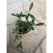 金豆柑🍊｜豆盆、微盆景、小品盆栽素材⋯