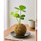 墨西哥鐵樹/幸運木/巴樹 鹿角山蘇 小葉赤楠 吊蘭 虎尾蘭 棒棒糖雪茄花 銅錢草 苔球/附底盤/手作苔球 苔球