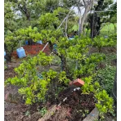 【建方松園】 羅漢松 造型羅漢松 高1.4米 寬1.3米 Podocarpus-3