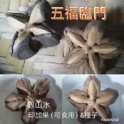 印加果&60元（苗1棵或12顆精挑果實飽滿健康已殺菌處理）！