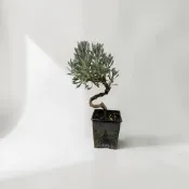 植物空間 芙蓉3吋 造型芙蓉 小品盆栽 擇優出貨 日本芙蓉 芙蓉