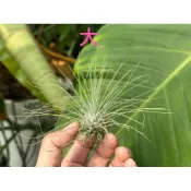 【純粹愛玩鳳】白毛毛-（圓圓小肚子）空氣鳳梨 Tillandisia-婚禮小物-小植栽