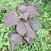 野生紫蘇苗 小棵25元/大棵70元 紫蘇苗