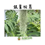 (店+)《花田多肉》🌵【銀葉松蘿】 空氣鳳梨/空鳳/室內植物/多肉植物