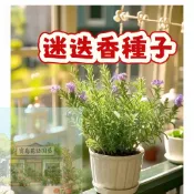 隔日達-（迷迭香種子）驅蚊草 驅蟲 四季種植  生長期短 庭院陽台新手易種 包發芽  盆栽種植 #可食用花卉種子