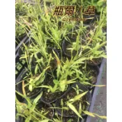 『525生態植物園』瓶爾小草 (一葉草) 原生植物，觀賞或藥用植物