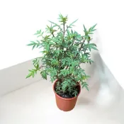 英宏 芳香萬壽菊5寸 香草植物 室外植物 香料植物