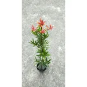大自然種苗園~紅芽羅漢松實生苗苗高約30~40公分
