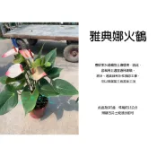 心栽花坊-雅典娜火鶴/火鶴/火鶴花/5吋盆/觀葉植物/室內植物/綠化植物/特價460