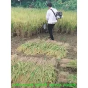 爆款熱賣 玉米收割機割草機小型收割機多功能水稻小麥汽尤家用稻割麥機農機