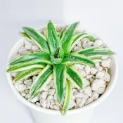 『Succulents』羽斑笹之雪🪶