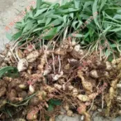 現貨 新種 正宗黃精種子（100粒）四季種植 多年生 盆栽庭院   果實可食用  超低價 發芽率高