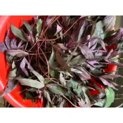 稀少品種-紫色五爪地瓜葉梗現剪紫色地瓜葉枝條 /可食用/養生泡茶（滿百出貨）