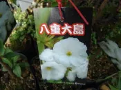 ╭＊田尾玫瑰園＊╯櫻花苗-(八重大島櫻)3.5吋高30-40cm200元