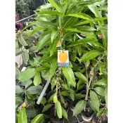 黃蜜文芒果苗約一米高