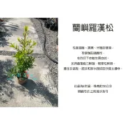 心栽花坊-羅漢松/蘭嶼羅漢/6吋盆/松杉柏檜/綠化環境/綠離植物/聖誕節必備/特價180
