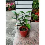 梔子花（黃梔子花）5寸盆