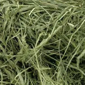 【萌寵健康牧草屋】粗硬磨牙兔子草 萌寵牧草 過篩 甜小麥 提摩西一割 二割 苜蓿 燕麥草 百幕達 成年龍貓豚鼠荷蘭豬必備