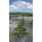 霏霏園藝滿天星羅漢松賺錢很輕鬆，緣分圓圓滾滾來霏霏園藝滿天星羅漢松給你賺錢很輕鬆，緣分圓圓滾滾來飄型土球