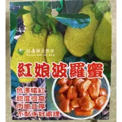 紅娘波羅蜜 請先洽詢 樹苗 盆栽 波蘿蜜 靠接苗 嫁接苗 金紅波羅蜜 泰國 紅肉 紅喜 紅金 波羅蜜苗 路邊攤俱樂部