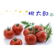 桃太郎蕃茄苗 日本桃美品種 大果番茄  一代交配種苗 職業指定品種