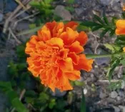 種子 ( 草花) - 萬壽菊  ( 小 芭蕾  )