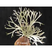 P. Vassei 細葉馬圓 鹿角蕨