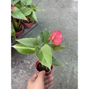 火鶴花3吋盆特價一棵50元