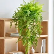 翠綠蕨草藤蔓植栽/環境綠化/擬真植栽/人造植栽/居家佈置