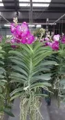 花田厝_蘭花觀賞花卉—萬代蘭(粉色)--觀賞價值極高~花期很長/5吋高約30-50cm